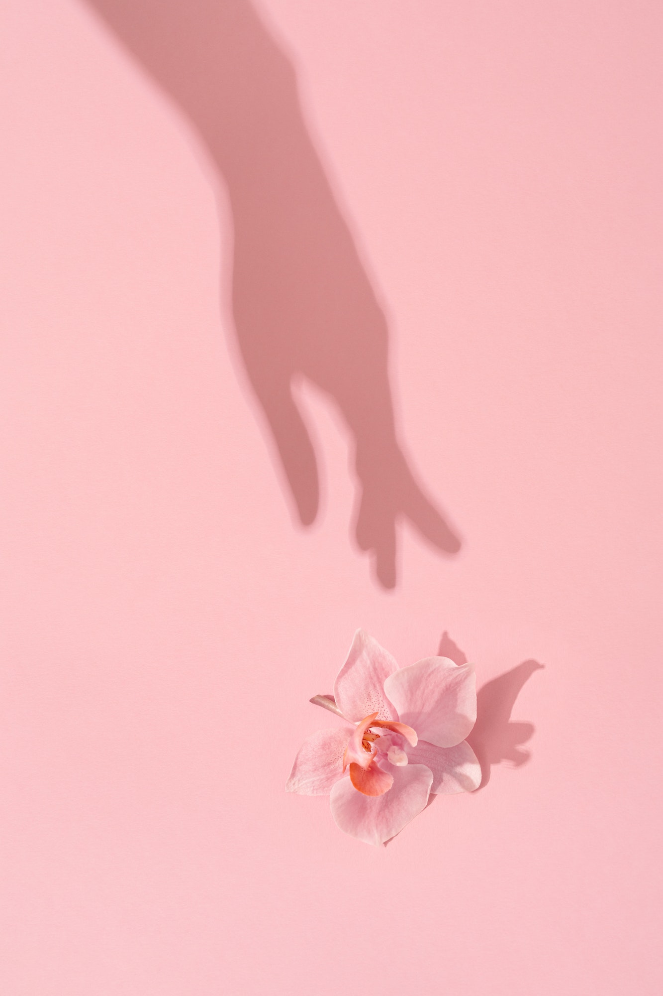 Woman's Hand Shadow Touches a Pink Flower.